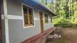 1 ACER 85 CENT LAND WITH COFFEE,PEPPER ETC @WAYANAD