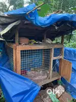 Dog cage (wood)