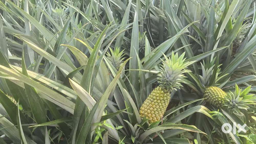 Painapple driver come supervisor