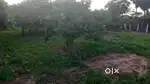A LAND FOR SALE IN AUROVILLE