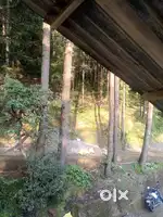 forest view