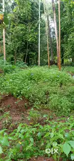 24 സെന്റ്  Vasupuram (കൊടകരയിൽ നിന്ന് 6 കിലോമീറ്റർ) ടാർ റോഡ് ഫ്രണ്ടേജ്