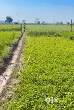3500gajLand for sale in village Bhankharpur Plotingland Prime location
