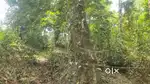 31 Cent farm land for sale near thandigudi