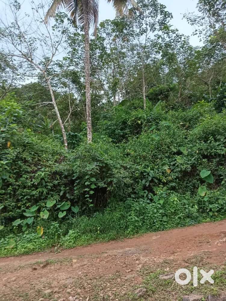 3 acres Land at karuvanchal Palakkayam thattu