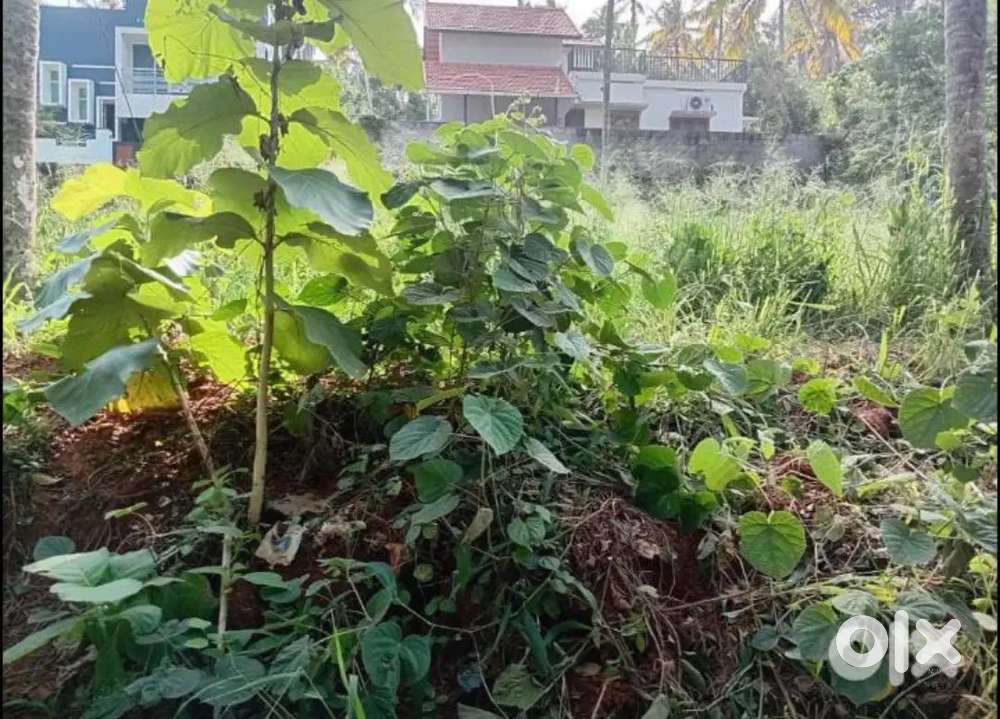 6 Cent Plot For Sale near Pachalloor Vandithadam Junction