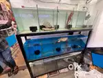Rack with 15 fish twnk
