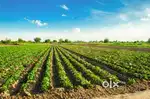 10,20,50,100,200 bigha agriculture land in Hastinapur area
