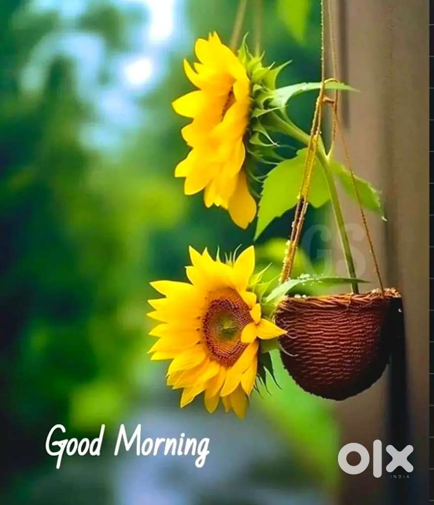 1BHK in Pimple Gurav