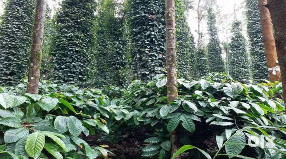 Best plot's for sale in Coorg,Virajpet ,Madikeri. Best for business