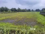 4 katha myadi paddy land for urgent sale.