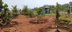 Kottakoduru beach view farmland
