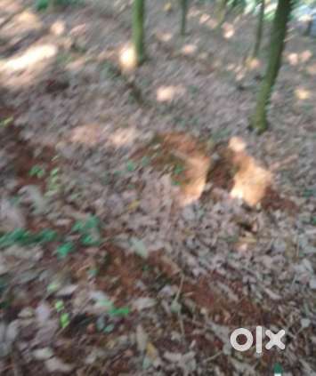 10 CENT LAND FOR SALES MALAPARAMBU KOZHIKODE