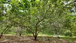 Cashew Trees 90cents land sale