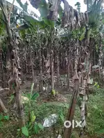 ₹63,000/Cent 62Cent Land for Sale Near Pullurampara,100m from Highway