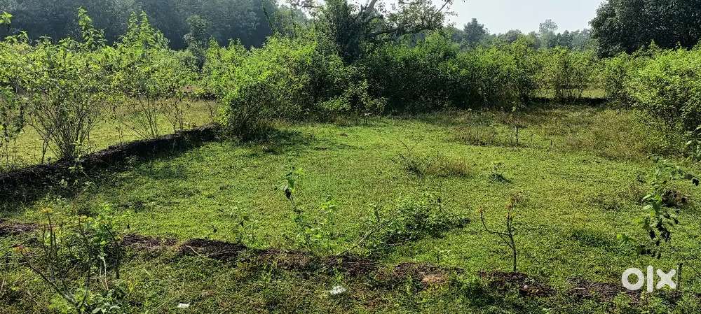 Bhagabatipur mauza near kateni chaak