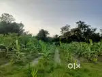 10 Bigha, Framing, Resort Plot,