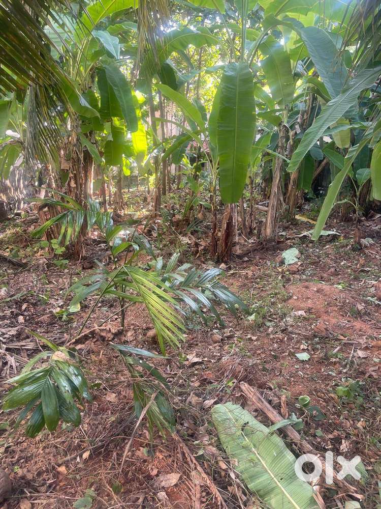 7.6 CENTS Prime Plot at Kalamassery, Karippayi Road