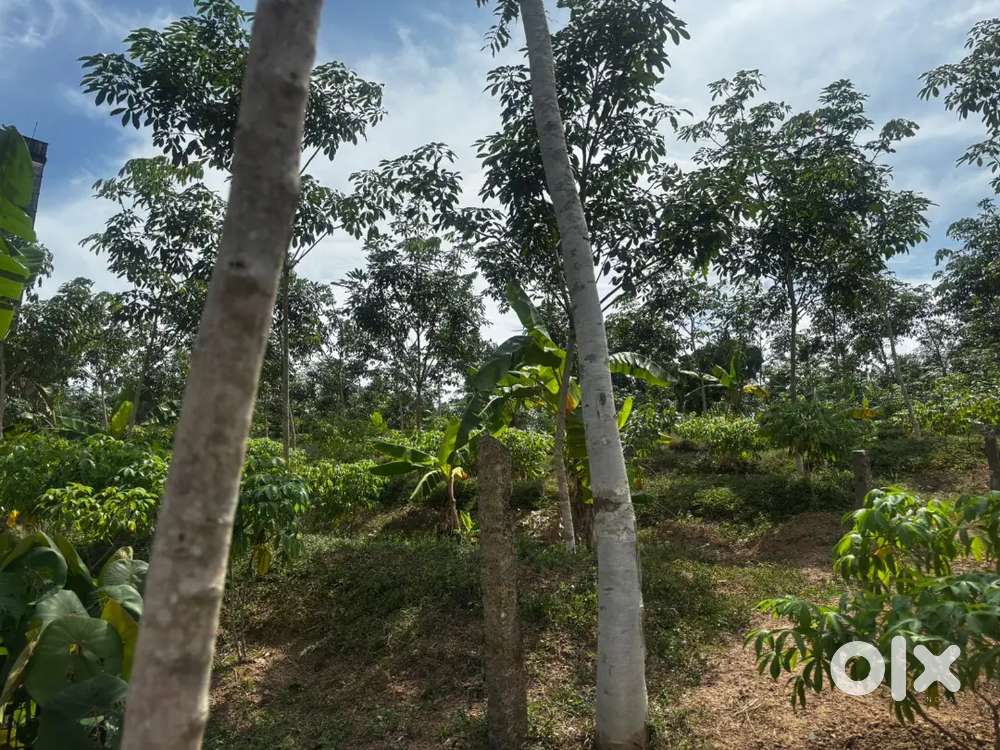 1 acre 25 cent land for sale at Karikkarthala Near PRS Nursing college