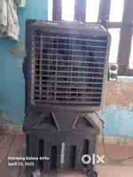 Tomashi thar 100 coler