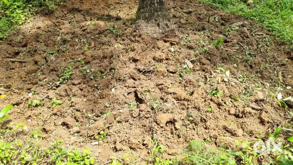 11cent residential plot, 1km far from kadiyangad town