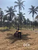 Fertile agricultural land