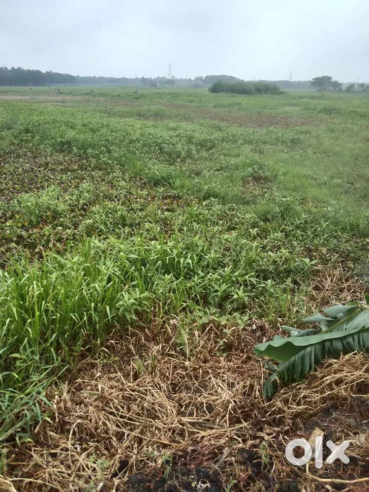Kolkata fish vegetable other items available in kadugodi Withfeld.