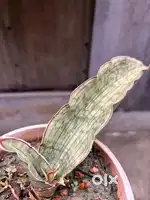 sansevieria