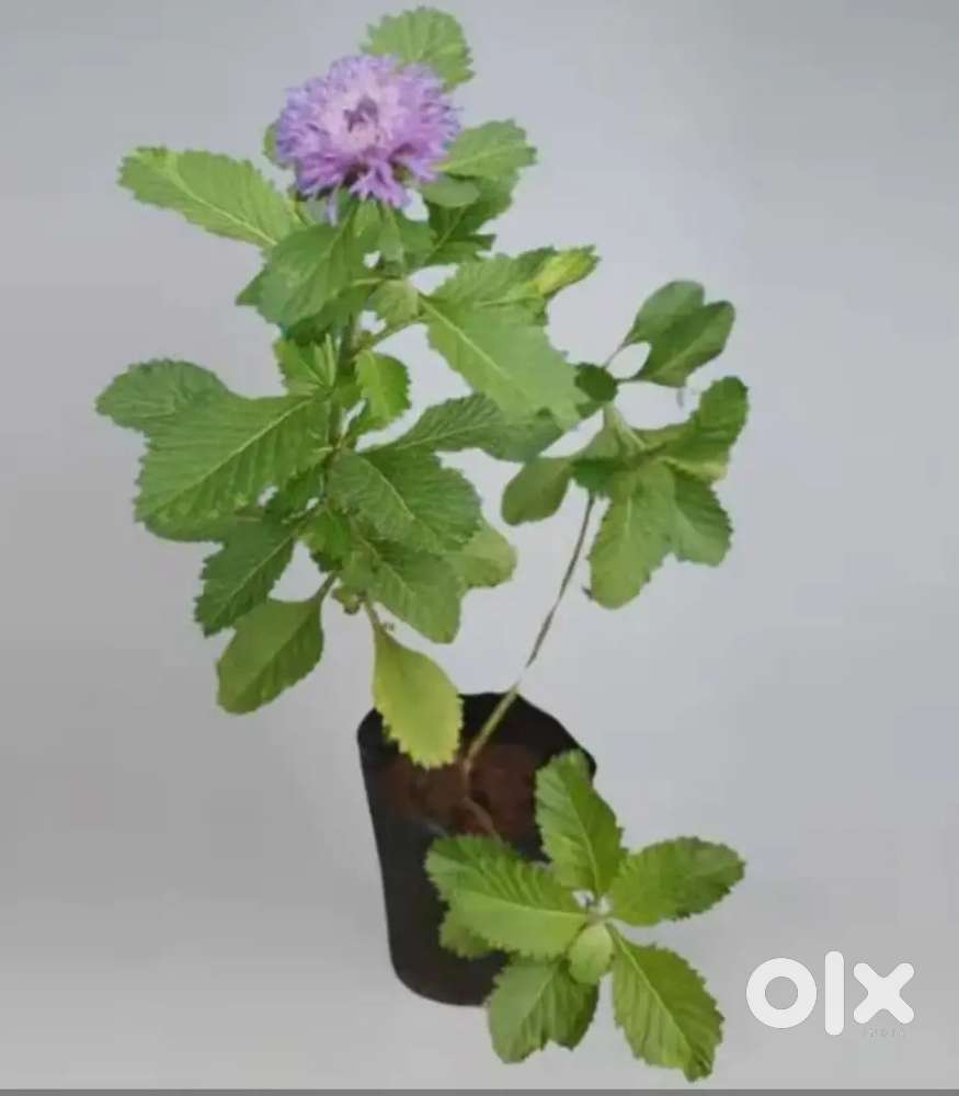 Keshavardhini plants