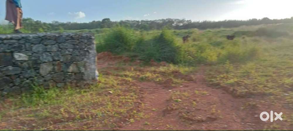 3 Acres of Plot in Pallikara.