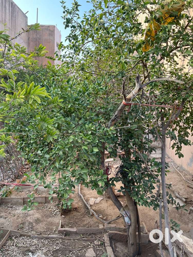 30*60 ft Plot for sale in Saraswati Nagar