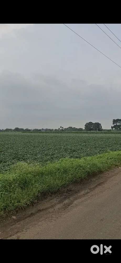 2.5 bigha jameen harsola mhow