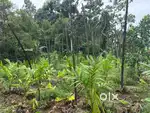 2.75 acres of land for sale at Kuruppampady Perumbavoor
