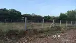 55 1/2 cents agri land