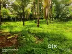 15 Cent Commercial/ Residential Land For Sale at Pallikunnu, Kannur(ml