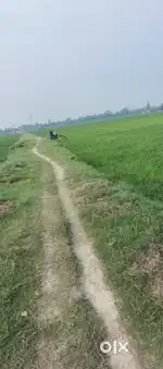 2 bigha jamin hai