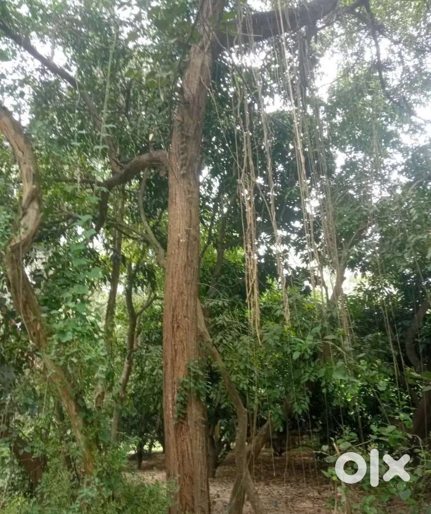 24bighe  aam ka bagh 21 lakh rupe pr bigha saidnagli