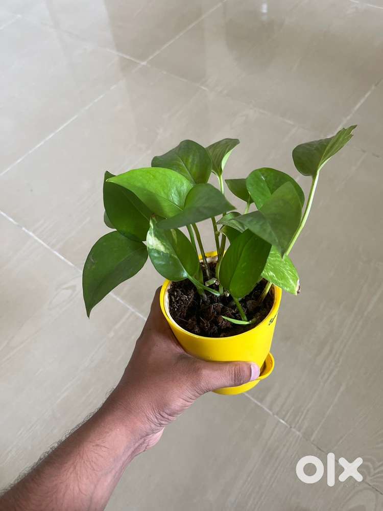 Plant for sale