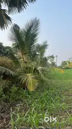 8 Acre Coconut farm land for sale
