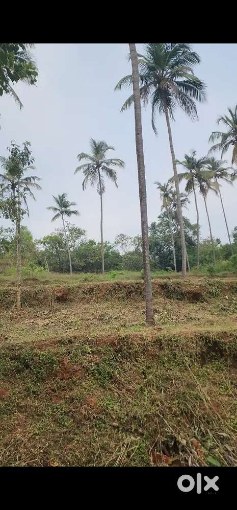 Land near inkel, kochirikkuzhi