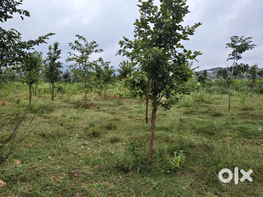 3 acer red sandal trees pure red soil NH highway inside 4 kms