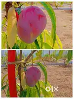 200 sqy plot sale in Ichapuram, monthly 10k, after 12 years 4cr,
