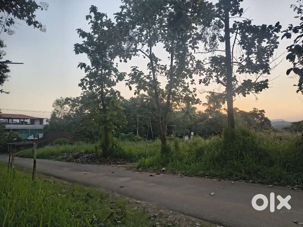 This plot belongs to my neighbour