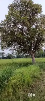 Panta plam