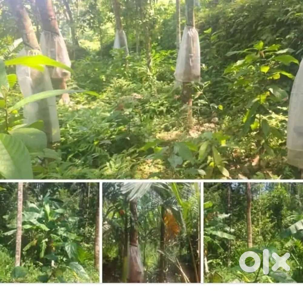 Kothamangalam  Nerimangalam 60 cent for sale