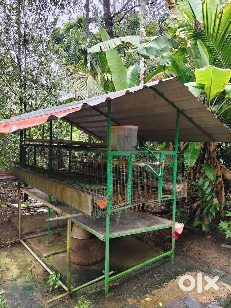 Chicken cage