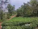 95-Cent Plot with House for Sale in Ayanikkal, Periya Wayanad