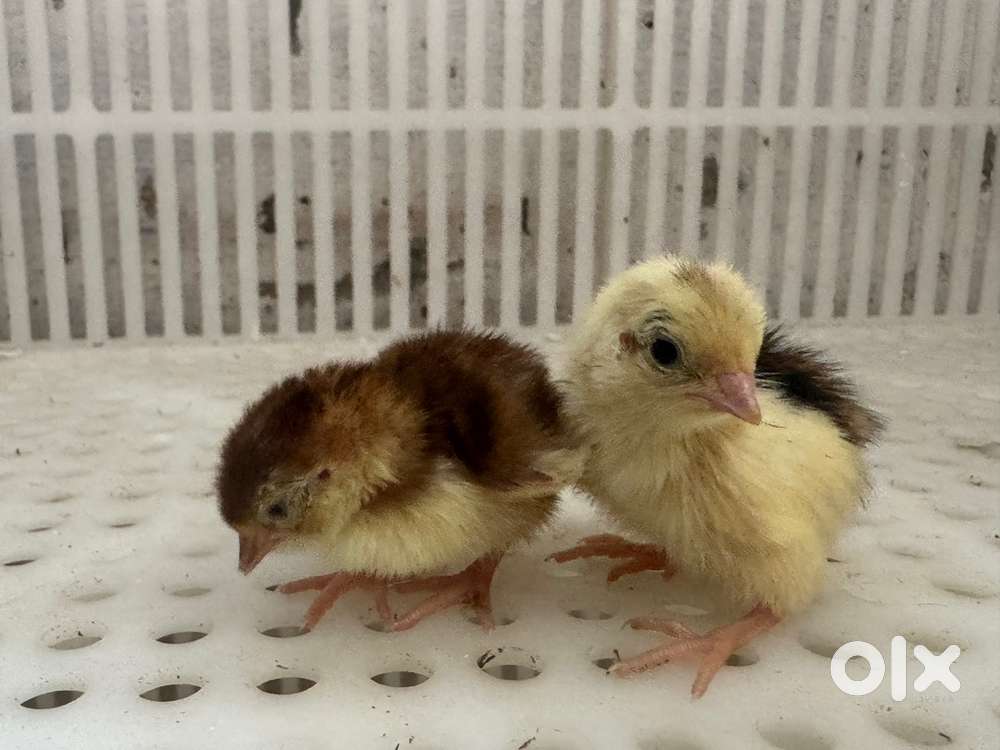 Poultry chicks hatchery operator and technician