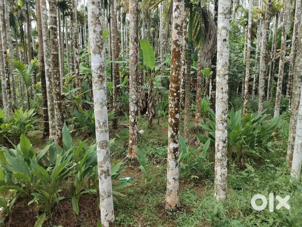 മഞ്ചേരി കാരക്കുന്ന്  31 സെന്റ് സ്ഥലം