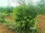 అద్దంకి శ్రీగంధం, మహాగని, నేరేడు Farm lands for sale @ Cent Rs.40900/-